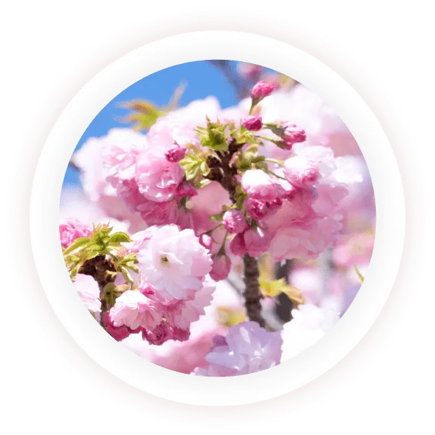 Prunus Lannesiana Flower Extract